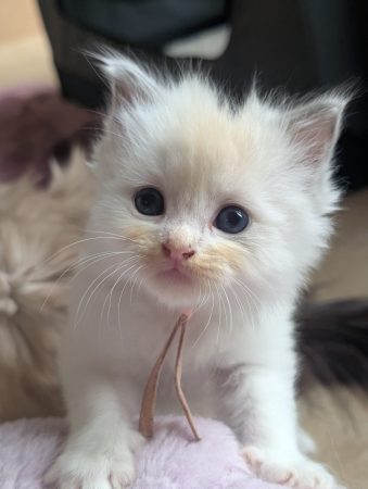 Image de la portée de chaton de l'élévage DE FUKUNEKO