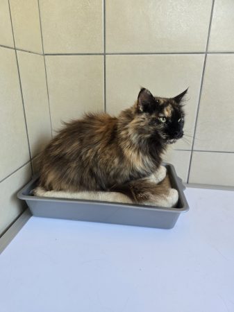 Image de la portée de chaton de l'élévage PETS GAMING