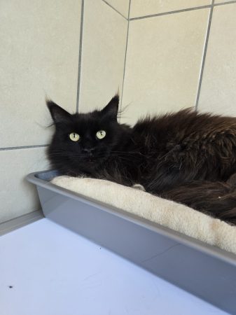 Image de la portée de chaton de l'élévage PETS GAMING