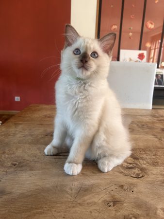 Image de la portée de chaton de l'élévage JAILLON ELISABETH ET BENOIT – CHATTERIE DE L ELEGANCY DOLL