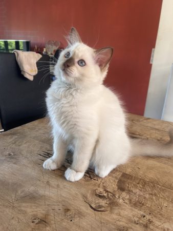 Image de la portée de chaton de l'élévage JAILLON ELISABETH ET BENOIT – CHATTERIE DE L ELEGANCY DOLL