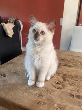 Image de la portée de chaton de l'élévage JAILLON ELISABETH ET BENOIT – CHATTERIE DE L ELEGANCY DOLL