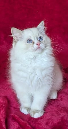 Image de la portée de chaton de l'élévage DE CHANTILLINE