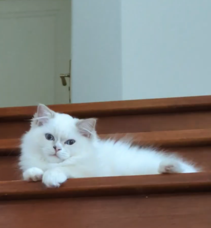 Image de la portée de chaton de l'élévage DE CHANTILLINE