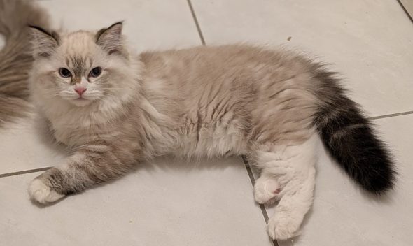 Image de la portée de chaton de l'élévage DE CHANTILLINE