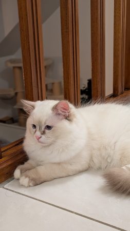 Image de la portée de chaton de l'élévage DE CHANTILLINE