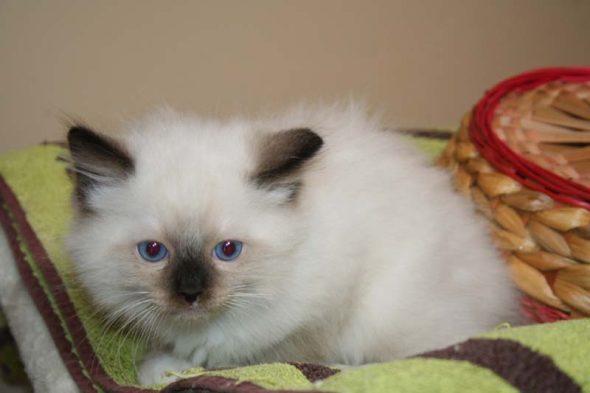 Image de la portée de chaton de l'élévage DU ROYAULE D&rsquo;IBIS