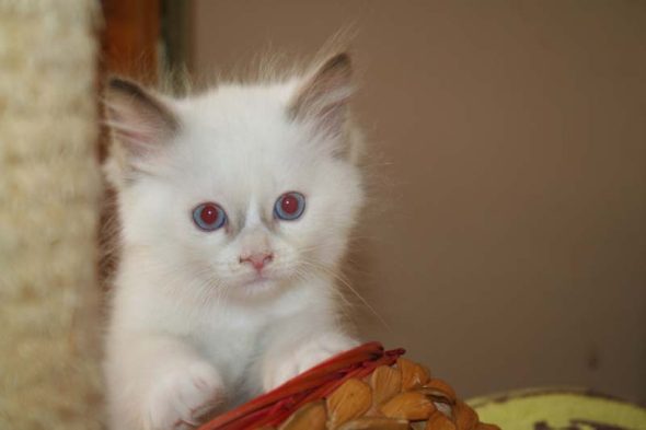 Image de la portée de chaton de l'élévage DU ROYAULE D&rsquo;IBIS