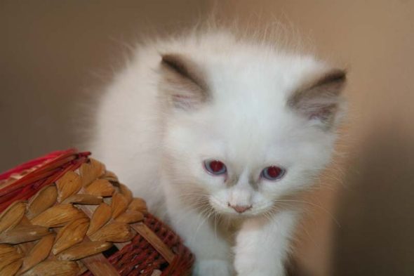 Image de la portée de chaton de l'élévage DU ROYAULE D&rsquo;IBIS
