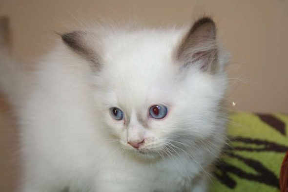 Image de la portée de chaton de l'élévage DU ROYAULE D&rsquo;IBIS