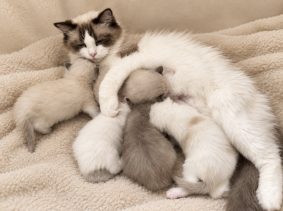 Chatons de race Ragdoll à vendre chez l'éleveur de la Royale Bugatti