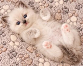 Chatons de race Ragdoll à vendre chez l'éleveur BLUE FOAM DOLL