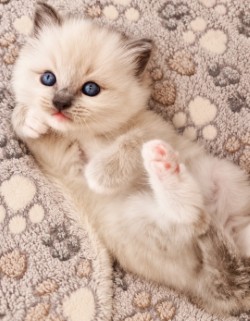 Image de la portée de chaton de l'élévage BLUE FOAM DOLL