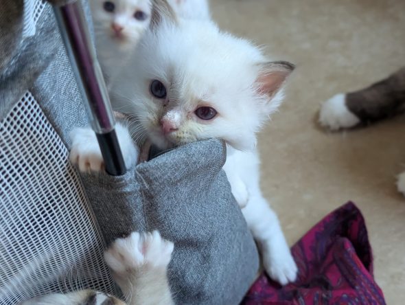 Image de la portée de chaton de l'élévage DE FUKUNEKO