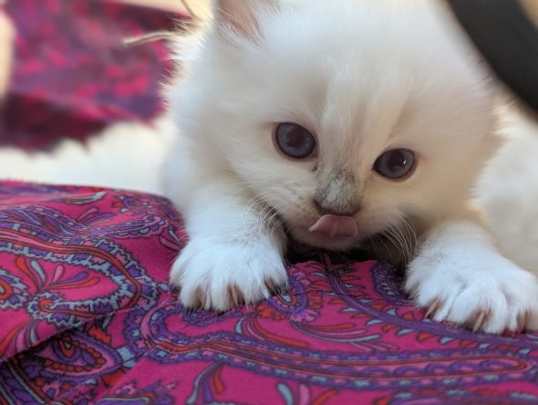 Image de la portée de chaton de l'élévage DE FUKUNEKO