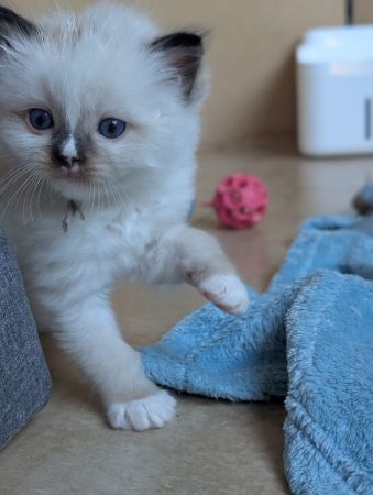 Image de la portée de chaton de l'élévage DE FUKUNEKO