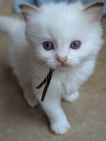 Image de la portée de chaton de l'élévage DE FUKUNEKO