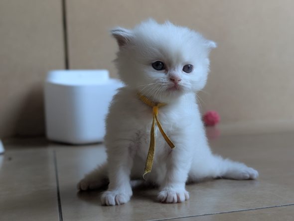 Image de la portée de chaton de l'élévage DE FUKUNEKO