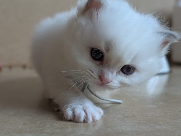 Image de la portée de chaton de l'élévage DE FUKUNEKO
