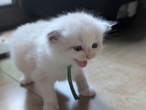 Image de la portée de chaton de l'élévage DE FUKUNEKO