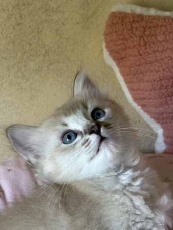 Image de la portée de chaton de l'élévage LE TEMPLE DES ETOILES