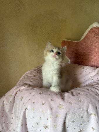 Image de la portée de chaton de l'élévage LE TEMPLE DES ETOILES