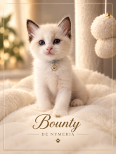 Chatons de race Ragdoll à vendre chez l'éleveur CHATTERIE DE NYMERIA