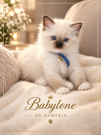 Image de la portée de chaton de l'élévage CHATTERIE DE NYMERIA