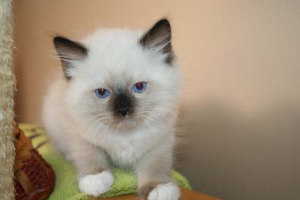 Image de la portée de chaton de l'élévage DU ROYAULE D&rsquo;IBIS