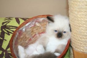 Chatons de race Ragdoll à vendre chez l'éleveur DU ROYAULE D&rsquo;IBIS