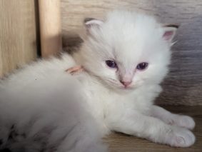 Chatons de race Ragdoll à vendre chez l'éleveur DE FUKUNEKO