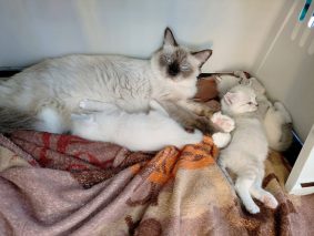 Chatons de race Ragdoll à vendre chez l'éleveur DE MIDORI NEKO
