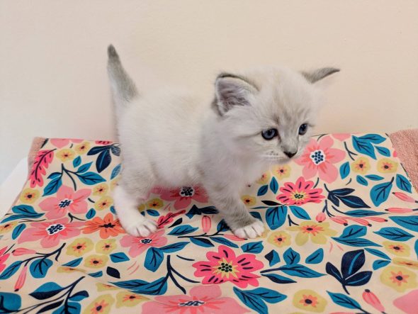 Image de la portée de chaton de l'élévage DE MIDORI NEKO