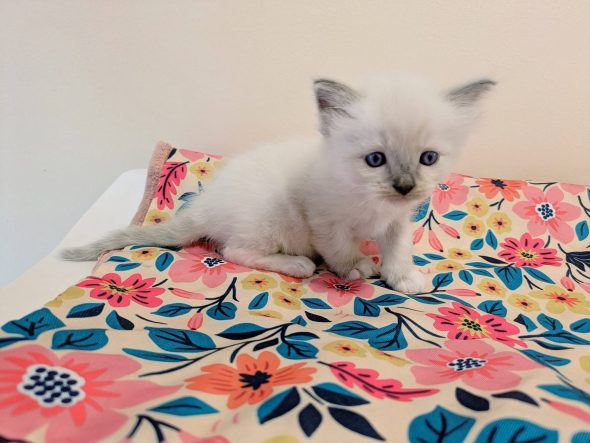 Image de la portée de chaton de l'élévage DE MIDORI NEKO