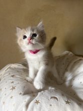 Chatons de race Ragdoll à vendre chez l'éleveur LE TEMPLE DES ETOILES