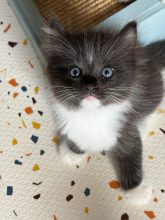 Chatons de race Ragdoll à vendre chez l'éleveur LE TEMPLE DES ETOILES