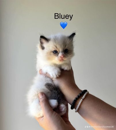 Image de la portée de chaton de l'élévage LES DOUCEURS DU COTEAU