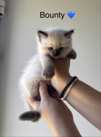 Image de la portée de chaton de l'élévage LES DOUCEURS DU COTEAU