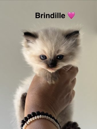 Image de la portée de chaton de l'élévage LES DOUCEURS DU COTEAU