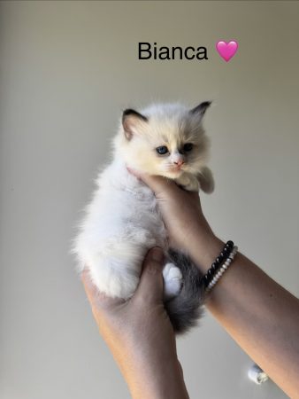Image de la portée de chaton de l'élévage LES DOUCEURS DU COTEAU