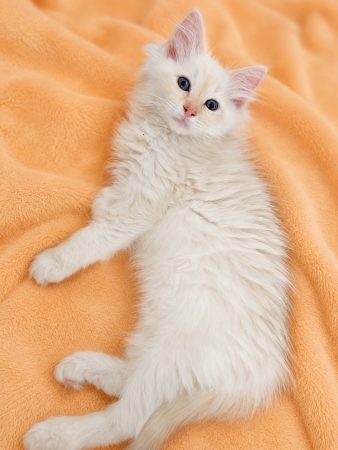 Image de la portée de chaton de l'élévage DU PARADIS DOLLS