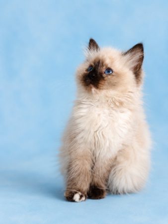 Image de la portée de chaton de l'élévage DU PARADIS DOLLS
