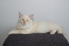 Chatons de race Ragdoll à vendre chez l'éleveur DU PARADIS DOLLS