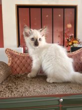 Chatons de race Ragdoll à vendre chez l'éleveur JAILLON ELISABETH ET BENOIT – CHATTERIE DE L ELEGANCY DOLL