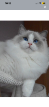 Chatons de race Ragdoll à vendre chez l'éleveur DES DOLLS DE PANAME