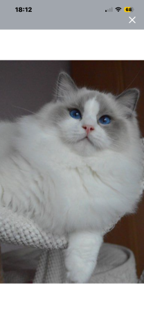 Image de la portée de chaton de l'élévage DES DOLLS DE PANAME