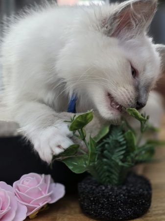 Image de la portée de chaton de l'élévage MY GOLDEN CATS