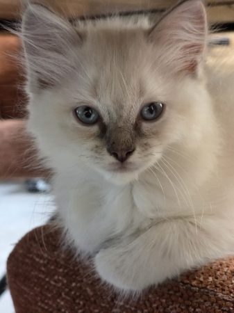 Image de la portée de chaton de l'élévage MY GOLDEN CATS