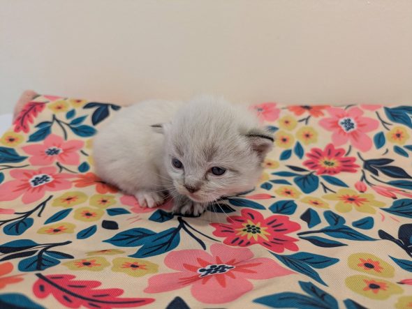 Image de la portée de chaton de l'élévage DE MIDORI NEKO