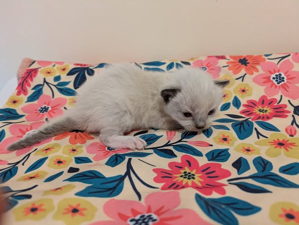 Image de la portée de chaton de l'élévage DE MIDORI NEKO